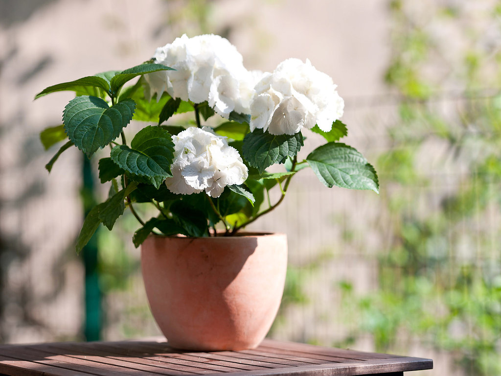 Hortensie